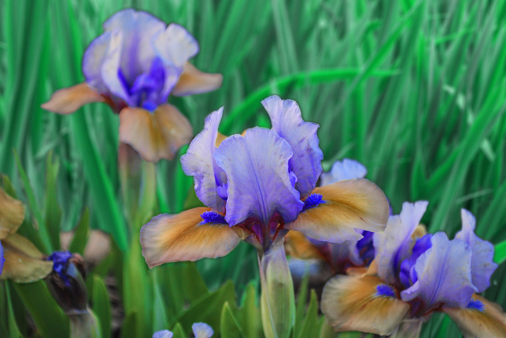 Iris Dwarf What Again as Blueberry Tart Dwarf Bearded Iris